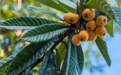 Loquat Tree (Eriobotrya Japonica) - 7 Gallon Pot (6-7') -Garden Plants Shop Loquat 12