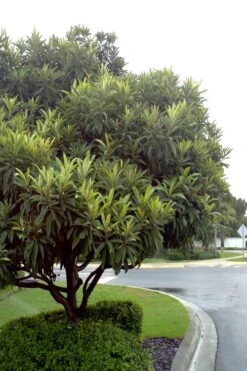 Loquat Tree - Eriobotrya Japonica - 5 Gallon Pot -Garden Plants Shop Loquat Tree 500x750 2