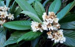 Loquat Tree - Eriobotrya Japonica - 5 Gallon Pot -Garden Plants Shop Loquat Tree Flowers 1