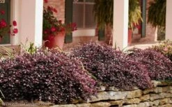 Purple Pixie Loropetalum - 1 Gallon Pot 13 Purple Pixie Loropetalum - 1 Gallon Pot -Garden Plants Shop Loropetalum Purple Pixie 102