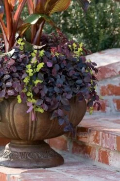 Purple Pixie Loropetalum - 1 Gallon Pot 15 Purple Pixie Loropetalum - 1 Gallon Pot -Garden Plants Shop Loropetalum Purple Pixie 104