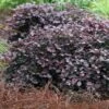 Purple Pixie Loropetalum - 1 Gallon Pot -Garden Plants Shop Loropetalum Purple Pixie 105