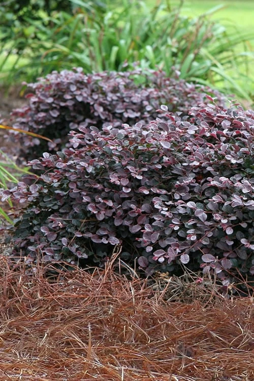 Purple Pixie Loropetalum - 1 Gallon Pot 3 Purple Pixie Loropetalum - 1 Gallon Pot