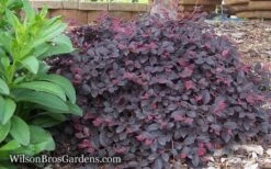 Purple Pixie Loropetalum - 1 Gallon Pot 17 Purple Pixie Loropetalum - 1 Gallon Pot -Garden Plants Shop Loropetalum Purple Pixie 12