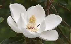 Alta Southern Magnolia - 7 Gallon Pot (3-4') -Garden Plants Shop Magnolia Alta 2