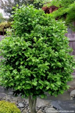 Ann Magnolia Tulip Tree - 3 Gallon Pot -Garden Plants Shop Magnolia Ann 112 4