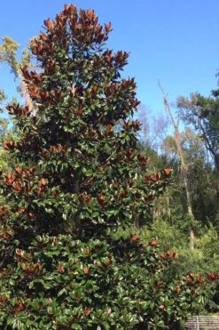 Brackens Brown Beauty Magnolia - 7 Gallon Pot (4-5') -Garden Plants Shop Magnolia Bracken Brown Beauty 500x750 6