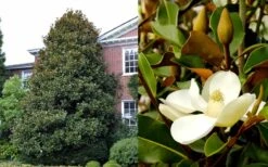 Brackens Brown Beauty Magnolia - 3 Gallon Pot -Garden Plants Shop Magnolia Brackens Brown Beauty 1 1