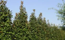 Brackens Brown Beauty Magnolia - 7 Gallon Pot (4-5') -Garden Plants Shop Magnolia Brackens Brown Beauty 6 5