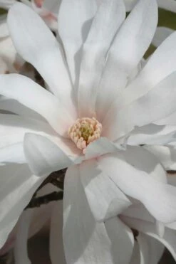Centennial Star Magnolia - 3 Gallon Pot -Garden Plants Shop Magnolia Centennial 11