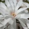 Centennial Star Magnolia - 1 Gallon Pot -Garden Plants Shop Magnolia Centennial 12 1
