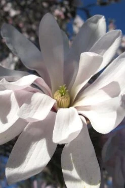 Centennial Star Magnolia - 1 Gallon Pot -Garden Plants Shop Magnolia Centennial 13 1