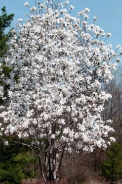 Centennial Star Magnolia - 1 Gallon Pot -Garden Plants Shop Magnolia Centennial 19 1