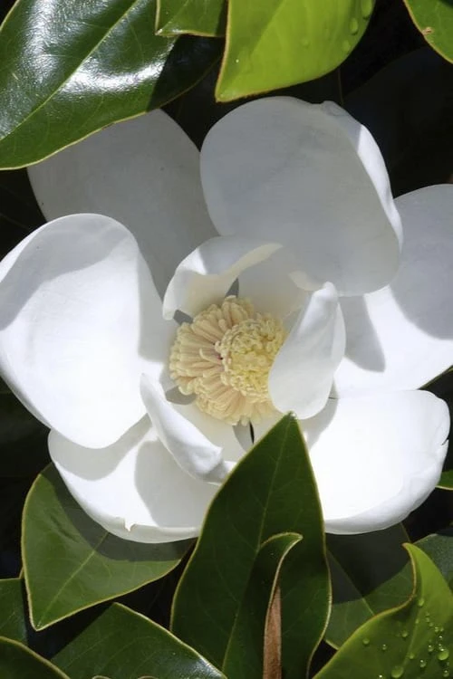Claudia Wannamaker Southern Magnolia - 7 Gallon Pot (4-5') 3 Claudia Wannamaker Southern Magnolia - 7 Gallon Pot (4-5')