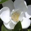 Claudia Wannamaker Southern Magnolia - 7 Gallon Pot (5-6') -Garden Plants Shop Magnolia Claudia Wannamaker 1