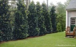 Claudia Wannamaker Southern Magnolia - 3 Gallon Pot -Garden Plants Shop Magnolia Claudia Wannamaker 2 2