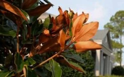 Claudia Wannamaker Southern Magnolia - 3 Gallon Pot -Garden Plants Shop Magnolia Claudia Wannamaker 3 2