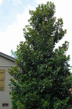 Claudia Wannamaker Southern Magnolia - 7 Gallon Pot (5-6') -Garden Plants Shop Magnolia Claudia Wannamaker 4