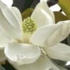 D. D. Blanchard Southern Magnolia - 3 Gallon Pot -Garden Plants Shop Magnolia DD Blanchard 10 1