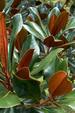 D. D. Blanchard Southern Magnolia - 5 Gallon Pot -Garden Plants Shop Magnolia DD Blanchard 11