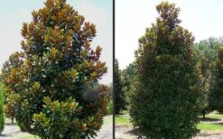 D. D. Blanchard Southern Magnolia - 1 Gallon Pot -Garden Plants Shop Magnolia DD Blanchard 2