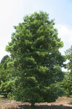 Green Shadow Sweetbay Magnolia Tree (Magnolia Virginiana) - 3 Gallon Pot (4-5') -Garden Plants Shop Magnolia Green Shadow Sweetbay Mature