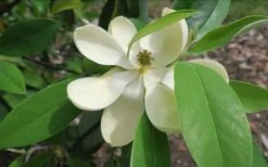 Green Shadow Sweetbay Magnolia Tree (Magnolia Virginiana) - 3 Gallon Pot (4-5') -Garden Plants Shop Magnolia GreenShadow Sweet Bay Flower 2