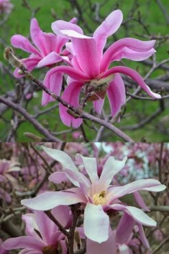 Leonard Messel Star Magnolia - 1 Gallon Pot -Garden Plants Shop Magnolia Leonard Messel 21