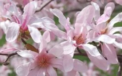 Leonard Messel Star Magnolia - 1 Gallon Pot -Garden Plants Shop Magnolia Leonard Messel 23
