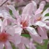 Leonard Messel Star Magnolia - 1 Gallon Pot 1 Leonard Messel Star Magnolia - 1 Gallon Pot -Garden Plants Shop Magnolia Leonard Messel 24