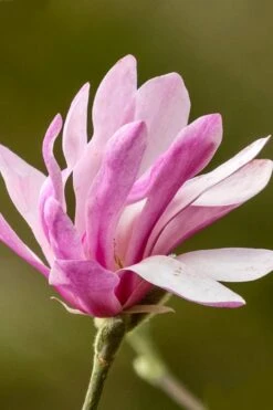 Leonard Messel Star Magnolia - 1 Gallon Pot -Garden Plants Shop Magnolia Leonard Messel 26