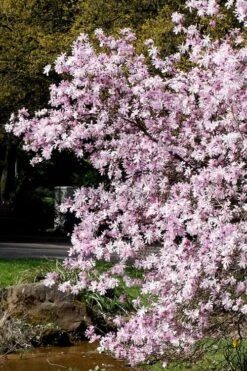 Leonard Messel Star Magnolia - 1 Gallon Pot -Garden Plants Shop Magnolia Leonard Messel 3
