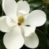 Little Gem Dwarf Southern Magnolia - 3 Gallon Pot (2.5-3.5') 1 Little Gem Dwarf Southern Magnolia - 3 Gallon Pot (2.5-3.5') -Garden Plants Shop Magnolia Little Gem 15