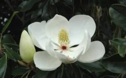Little Gem Dwarf Southern Magnolia - 3 Gallon Pot (2.5-3.5') 19 Little Gem Dwarf Southern Magnolia - 3 Gallon Pot (2.5-3.5') -Garden Plants Shop Magnolia Little Gem Bloom 2