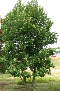 Moonglow Sweet Bay Magnolia Tree (Magnolia Virginiana 'Jim Wilson') - 7 Gallon Pot (6-7') 12 Moonglow Sweet Bay Magnolia Tree (Magnolia Virginiana 'Jim Wilson') - 7 Gallon Pot (6-7') -Garden Plants Shop Magnolia Moonglow Sweetbay 6