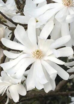 Royal Star Magnolia - 3 Gallon Pot -Garden Plants Shop Magnolia Royal Star 10 1