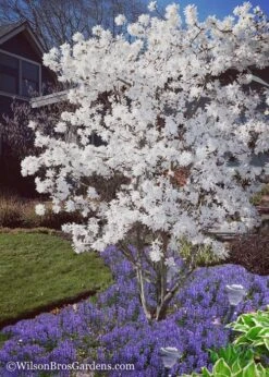 Royal Star Magnolia - 3 Gallon Pot -Garden Plants Shop Magnolia Royal Star 12 1