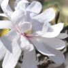 Royal Star Magnolia - 3 Gallon Pot -Garden Plants Shop Magnolia Royal Star 13 1
