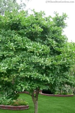 Royal Star Magnolia - 1 Gallon Pot -Garden Plants Shop Magnolia Stellata 1 5