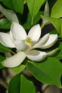 Sweetbay Magnolia - 3 Gallon Pot - ON SALE -Garden Plants Shop Magnolia Sweet Bay 10