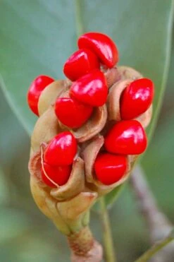 Sweetbay Magnolia - 3 Gallon Pot - ON SALE -Garden Plants Shop Magnolia Sweet Bay 14