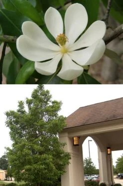 Sweetbay Magnolia - 3 Gallon Pot - ON SALE -Garden Plants Shop Magnolia Sweetbay 2 500x750 1