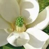 Moonglow Sweet Bay Magnolia Tree (Magnolia Virginiana 'Jim Wilson') - 7 Gallon Pot (6-7') 2 Moonglow Sweet Bay Magnolia Tree (Magnolia Virginiana 'Jim Wilson') - 7 Gallon Pot (6-7') -Garden Plants Shop Magnolia Sweetbay Moonglow 10