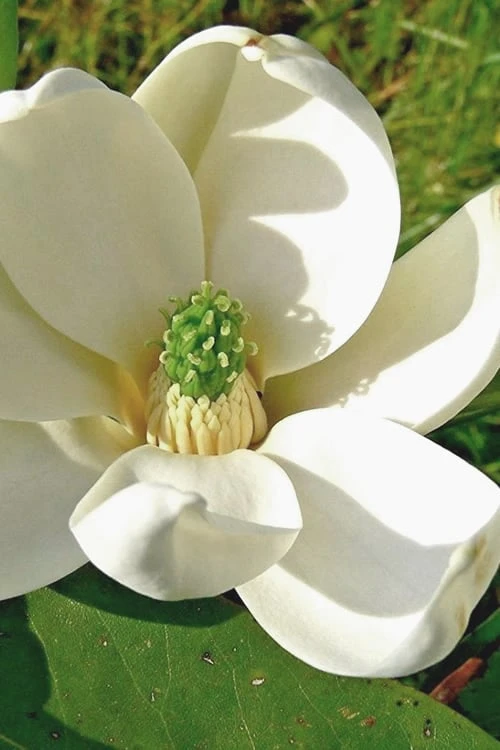 Moonglow Sweet Bay Magnolia Tree (Magnolia Virginiana 'Jim Wilson') - 7 Gallon Pot (6-7') 3 Moonglow Sweet Bay Magnolia Tree (Magnolia Virginiana 'Jim Wilson') - 7 Gallon Pot (6-7')