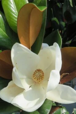 Teddy Bear Dwarf Southern Magnolia - 7 Gallon Pot (3-4') -Garden Plants Shop Magnolia Teddy Bear 7