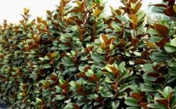 Teddy Bear Dwarf Southern Magnolia - 7 Gallon Pot (3-4') -Garden Plants Shop Magnolia Teddy Bear 8