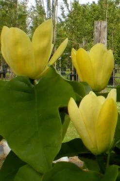 Yellow Bird Magnolia Tulip Tree - 1 Gallon Pot -Garden Plants Shop Magnolia Yellow Bird 10
