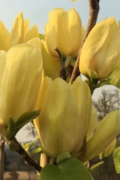 Yellow Bird Magnolia Tulip Tree - 1 Gallon Pot -Garden Plants Shop Magnolia Yellow Bird 14