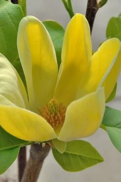 Yellow Bird Magnolia Tulip Tree - 1 Gallon Pot -Garden Plants Shop Magnolia Yellow Bird 16