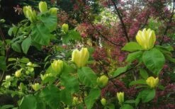 Yellow Bird Magnolia Tulip Tree - 3 Gallon Pot -Garden Plants Shop Magnolia Yellow Bird 18 1